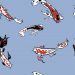 picture of a Koi