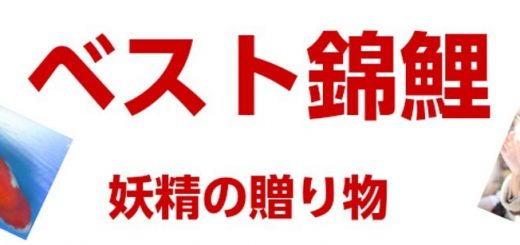 ベスト錦鯉